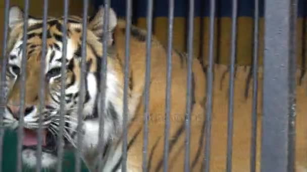 Мальнийское лицо тигра, животное в клетке, жестокое пленение в цирке — стоковое видео