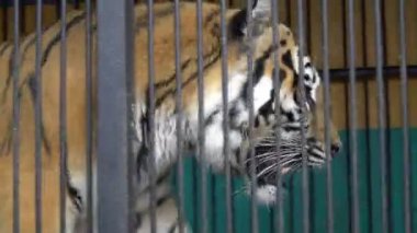 malnyan kaplan yüz, bir sirk Hayvanat Bahçesi Kafesteki hayvan, zalim esaret