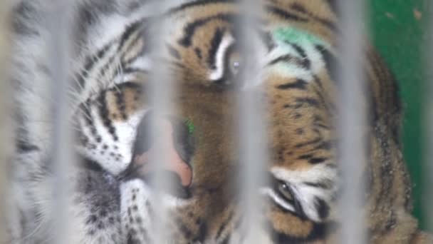 Angry bengal tiger face in cage — Stock Video