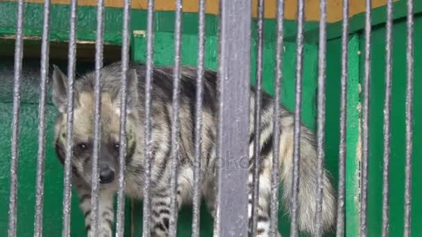 Hyena, crocuta crocuta walking in a small cage of circus zoo — Stock Video