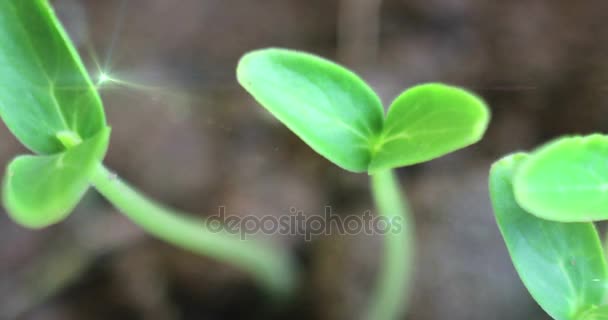 Весной Прорастающий семенной огурец Маленькие растения Растущие в земле, летом, разрастается вращающиеся на солнце, сельское хозяйство, Timelapse, анимированные солнечные лучи — стоковое видео