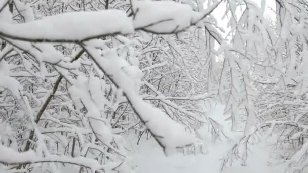 冬天场面森林白色晴朗的天在森林里与雪树, 自然背景 — 图库视频影像
