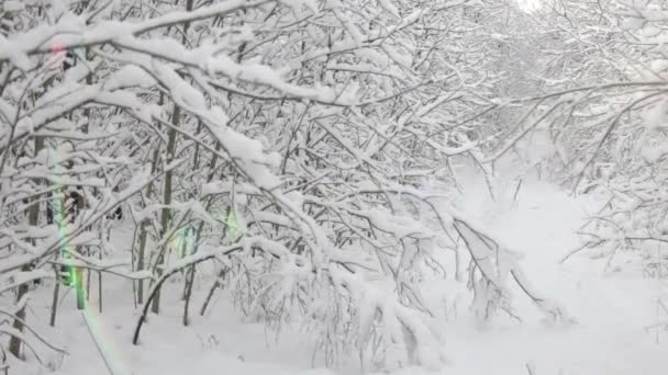 Meraviglioso sfondo invernale, vicolo alberato pieno di neve — Video Stock