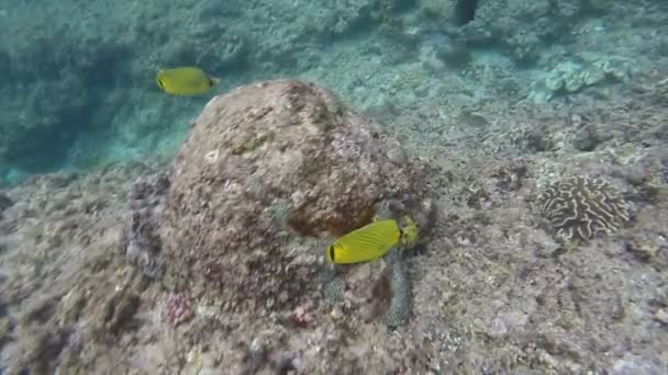 Pesce variopinto sulla barriera corallina, Mar Rosso — Video Stock