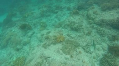 Bir şeritli deniz mercan yılanı Laticauda colubrina bir moloz ve bali adasında mercan habitat için küçük balık avlıyor. Son derece zehirli yılan.