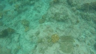 Bir şeritli deniz mercan yılanı Laticauda colubrina bir moloz ve bali adasında mercan habitat için küçük balık avlıyor. Son derece zehirli yılan.