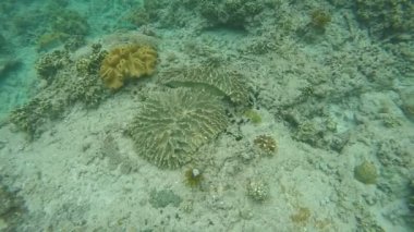Bir şeritli deniz mercan yılanı Laticauda colubrina bir moloz ve bali adasında mercan habitat için küçük balık avlıyor. Son derece zehirli yılan.