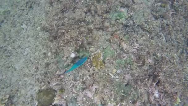 Barriera corallina colorata e pesce flur solitario. Da vicino i bellissimi pesci e coralli sott'acqua. Pesci che nuotano dentro e fuori dal corallo . — Video Stock