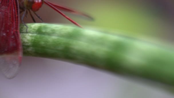 Movimiento de una mosca dragón rojo primer plano disparo macro, insectos tropicales, bali indonesia — Vídeos de Stock