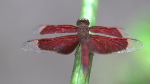 Mouvement d'une mouche dragon rouge gros plan macro, insecte tropical, bali indonesia — Video