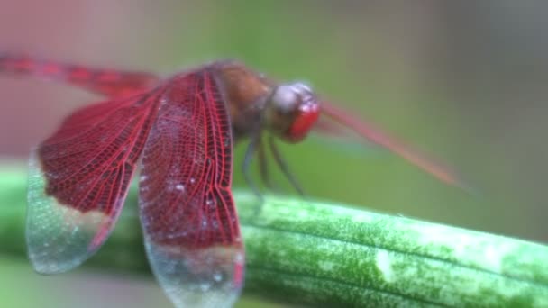 Movimento de uma mosca de dragão vermelho close-up macro tiro, inseto tropical, indonésia bali — Vídeo de Stock