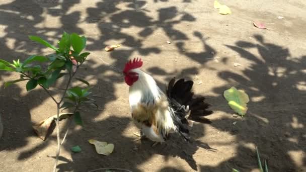 Red junglefowl, Beautiful chicken cockerel in the nature of bali — Stock Video