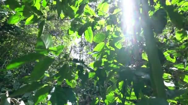 Coffee trees growing on plantation farm beautiful green landscape with sun beams bali indonesia — Stock Video