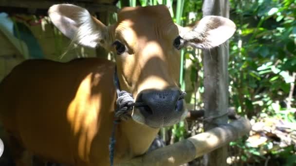 Niedliche rote kleine indonesische Kuh Gesicht schaut in die Kamera, lustig — Stockvideo