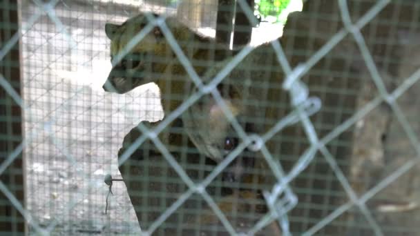 Berömda balinesiska Luwak sover. Kopi Luwak från SIBET avföring — Stockvideo