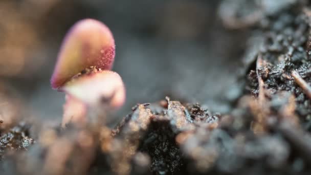 Kleine lila Basilikum-Pflanze keimt Samen wächst in der Bodenlandwirtschaft Frühling Sommer Zeitraffer — Stockvideo