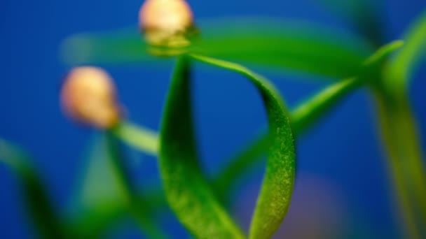 Plantas de pimienta Germinando Semillas Creciendo en la Agricultura del Suelo Primavera Verano Timelapse moviéndose a un sol sobre fondo azul — Vídeo de stock