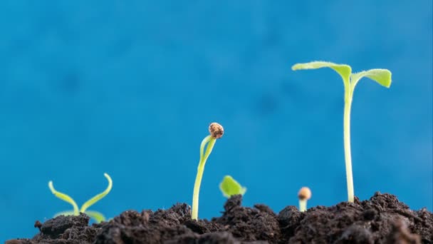 Germinando maravillosas plantas de naturaleza verde la evolución brota de semillas que crecen en el concepto de agricultura de tierra, primavera o verano timelapse, moviéndose hacia el sol, sobre fondo azul , — Vídeos de Stock