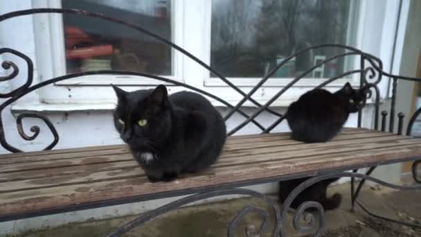 Két aranyos fekete macska ül a padon, pihentető pihenés az udvarban — Stock videók