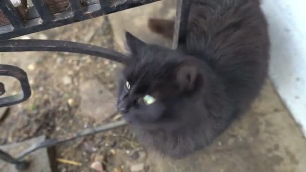 Black mad domestic cat meow to camera young animal playing in the yard roar — Stock Video