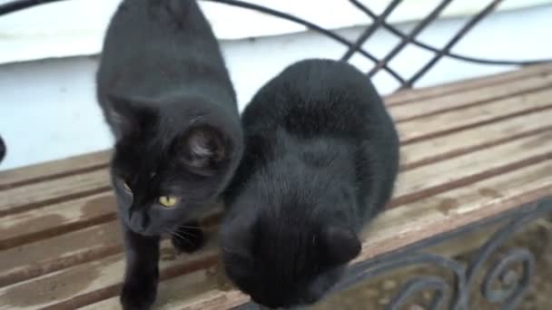 Два смешных милый домашний черный кот играет на скамейке на открытом воздухе, отдыхает расслабляющий, смешные хвосты, зеленые глаза — стоковое видео