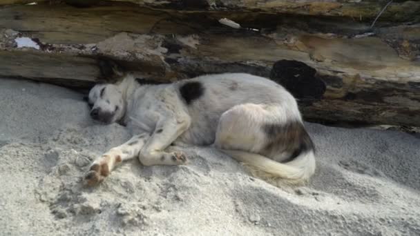 Dakloze hond slapen op zand van het strand bali eiland Azië — Stockvideo