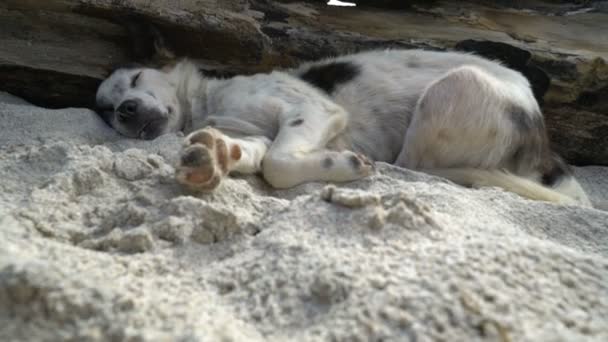 Hajléktalan kutya alszik a homok a strandon bali szigetén Ázsia — Stock videók