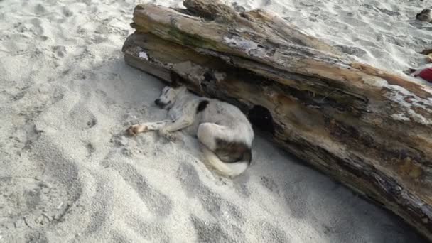 Bezdomny pies śpi na piaszczystej plaży — Wideo stockowe