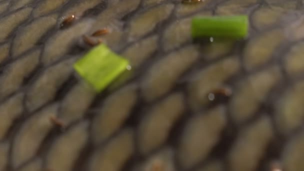 Vis schubben close-up rauwe karper gemarineerd in groene groenten en saurce wachten voor het koken — Stockvideo