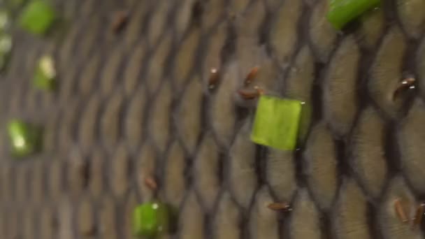 Fish scales close up raw carp marinated in green vegetables and saurce waiting for cooking — Stock Video