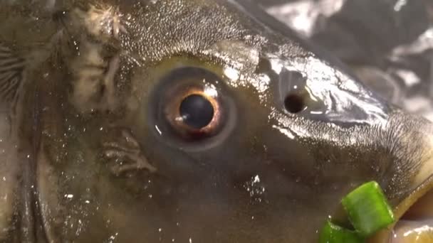 Carp fish eye close up — стоковое видео