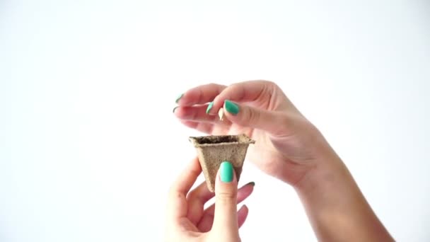 Planting seed germinating process, female hand putting mandarine seed into the box springtime germination isolated on white — Stock Video