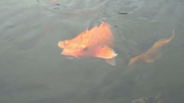 喂五颜六色的日本红鲤鱼花鲤鱼在池塘里游泳大鱼吃开嘴闭上 — 图库视频影像