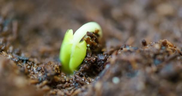 Pequena planta rosa verde crescendo no solo germinando a partir de sementes, primavera verão timelapse — Vídeo de Stock