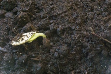 İlkbahar Yaz doğa işlemi üzerinden yere takımıdır büyüyen küçük yeşil bitki tohumları
