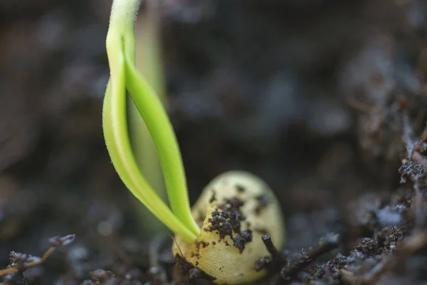 Germinating Seed Growing in Ground Agriculture Spring Summer Timelapse