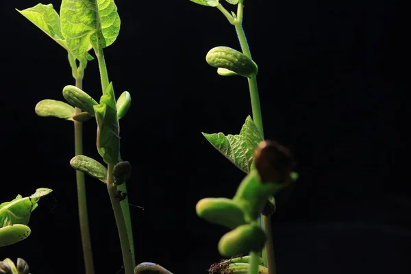 Broto de planta verde crescendo germinando a partir de sementes primavera verão natureza maravilhosa isolado em preto — Fotografia de Stock