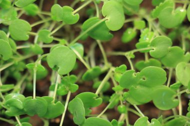 yeşil bitki Filiz büyüyen tohum ilkbahar yaz harika doğa üzerinde beyaz izole dan takımıdır