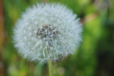 Siyah ve beyaz ses tonuyla Dendelion çiçek