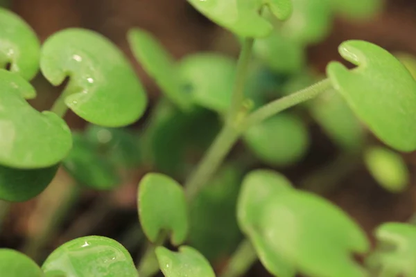 Agricultură. Cultivarea plantelor. Răsaduri de plante. Cultivarea și udarea mâinilor plantelor tinere care cresc în secvență de germinare pe sol fertil cu fundal verde natural — Fotografie, imagine de stoc