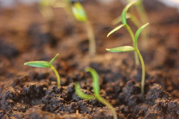 Agricultura. Plantas em crescimento. Planta de plântula. Mão nutrir e molhar plantas jovens do bebê que crescem na sequência da germinação no solo fértil com fundo verde natural — Fotografia de Stock