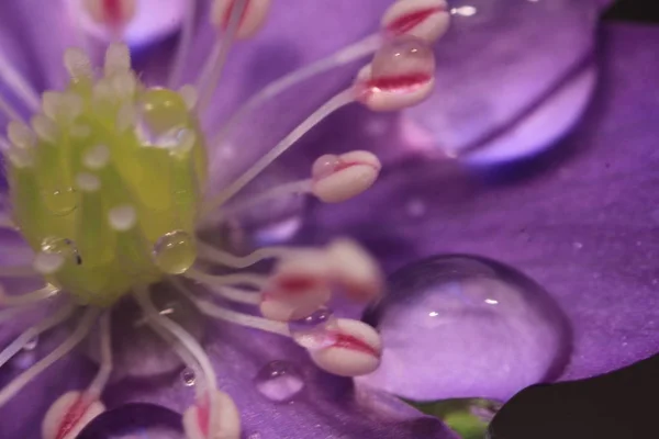 Gyönyörű természet lila virág, esőcsepp extrém közel fel makro lövés — Stock Fotó