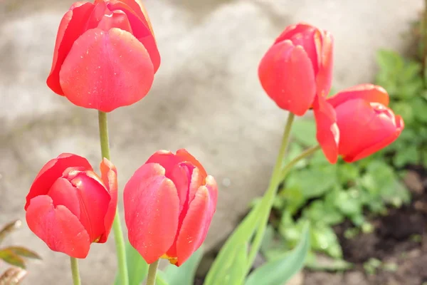 Güzel kırmızı lale, Darwin melez kırmızı laleler bir flowerbed içinde