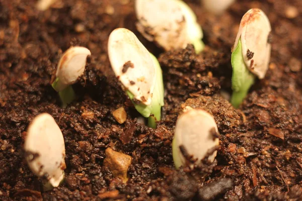 Selective Close-up of green seedling. Green pumpkin plants growing from seeds in ground Stock Picture