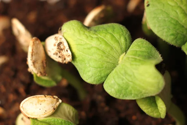 Selective Close-up of green seedling. Green pumpkin plants growing from seeds in ground Stock Photo