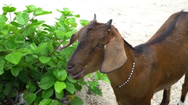 Смешное животное маленький коричневый козел смотрит на камеру, играющую голодные листья — стоковое видео