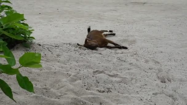 Zábavné zvířecí malá hnědá koza při pohledu na fotoaparát hraje v písku