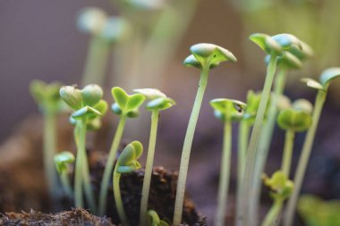 Yaprak hardal yeşillikleri sebze bahçesinde yetişir.