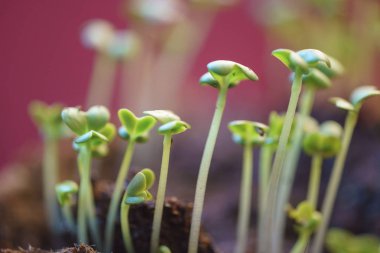 yaprak hardal yeşillikleri sebze kırmızı zemin üzerine Bahçe büyümek