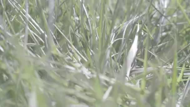 Mano femenina tocando la hierba verde actividades de primavera, maravilloso mundo naturaleza belleza prado — Vídeos de Stock